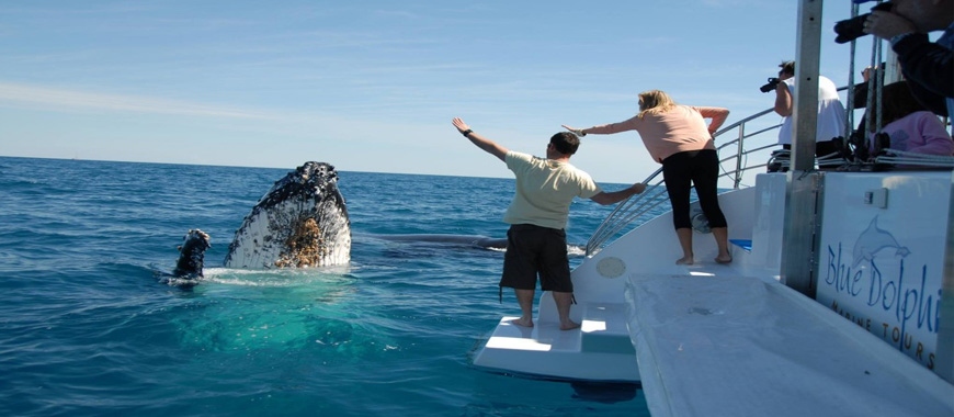 WHALE WATCHING TOUR